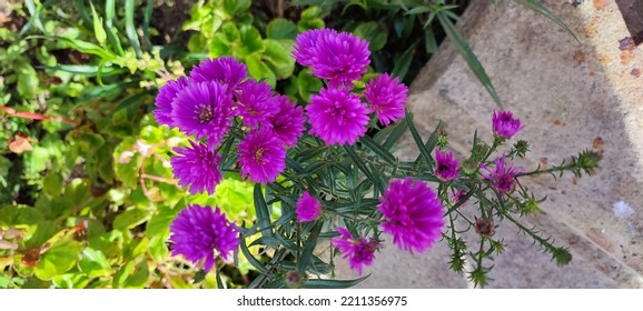 New England Aster In Bloom