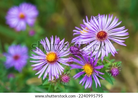 New England Aster flowers, Symphyotrichum Novae-Angliae