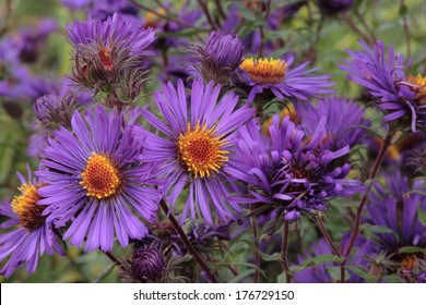 New England Aster 'Violetta'