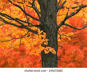 New England Autumn Trees