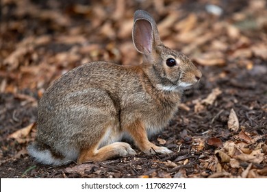 New England Cottontail Rabbit In Natural Habitat, Foraging For Food