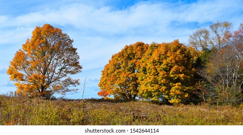 New England Fall Foliage Bay Farm Duxbury Massachusetts Bay Circuit Trail 