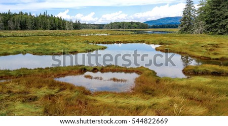 New England Marshland:  Grassy wetlands cover a portion of the shoreline on Mount Desert Island near Acadia National Park.
