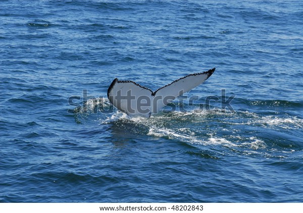 New England Whale Watch Humpback Tail Stock Photo (Edit Now) 48202843