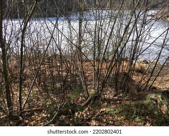 New England Winter Landscape With Small Trees And Snow Covered Pond