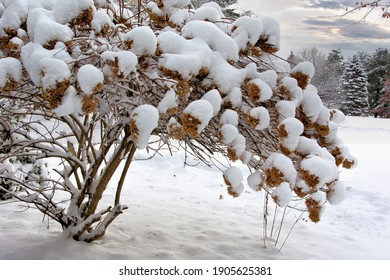 New England Winter Scene. Hydrangea Bush With Spent Blossoms Covered In Blanket Of Fresh White Snow.