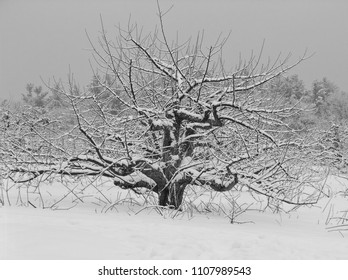 New England Winter Scene From Londonderry, New Hampshire.