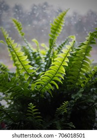 new fern leaves with rainy background in vignette filter - Shutterstock ID 706018501