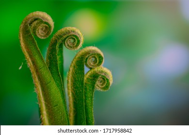 New Fern Spiral  Leave With Green And Light Nature Background 