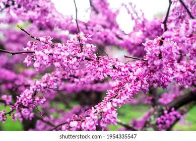 Missouri Fruit Trees Images Stock Photos Vectors Shutterstock