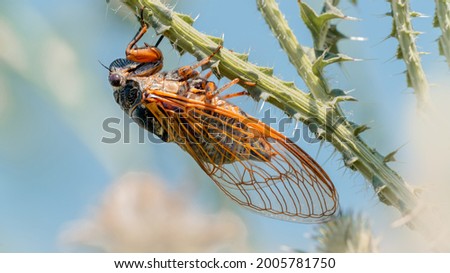 New Forest cicada (Cicadetta montana) on a burdock branch against blue sky. HD wallpaper.