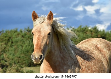 New Forest Horse In The Wild Portrait