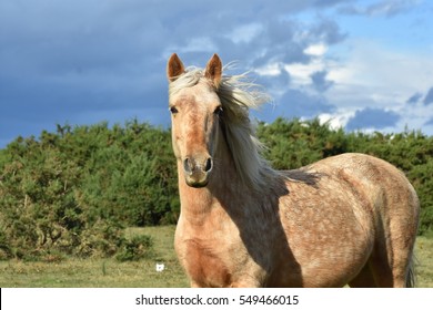 New Forest Horse In The Wild Portrait