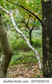 New Forest Landscapes, Tall Trees And Wilflife