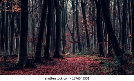 The New Forest National Park Hampshire.