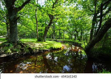 The New Forest National Park Hampshire.