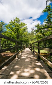 The New Forest National Park Hampshire.