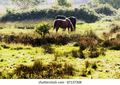 The New Forest National Park Hampshire