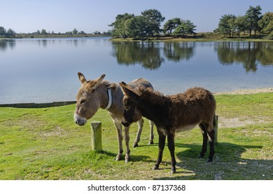 The New Forest National Park Hampshire