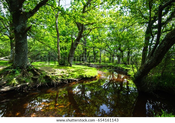 The New Forest\
national park Hampshire.
