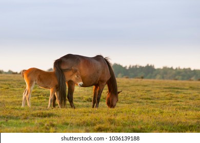 New Forest Ponies