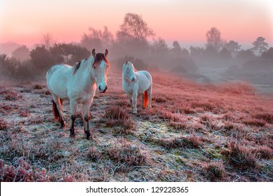 New Forest Ponies