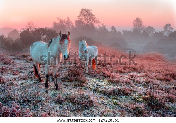 New Forest\
Ponies