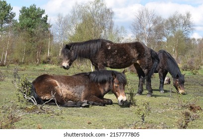 New Forest ponies grazing among heathland