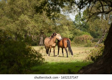 1,089 Pony grooming Images, Stock Photos & Vectors | Shutterstock