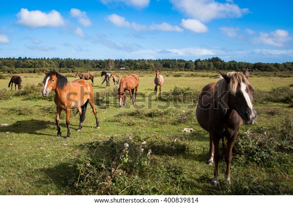 New Forest Ponies on a green field with blue sky\
and white clouds