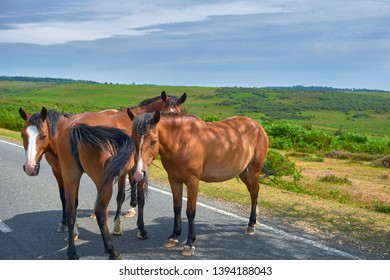 New Forest Ponies Standing On The Road 