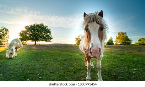 New Forest Ponies In The Summer Sun