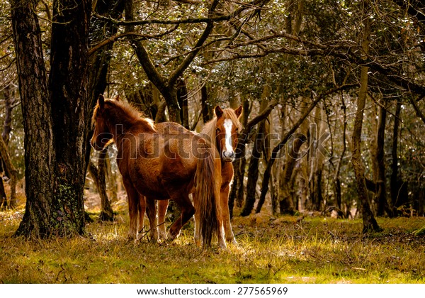 New Forest ponies in a\
wooded glade