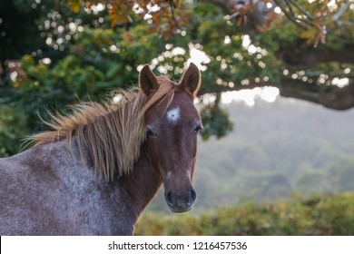 New Forest Pony