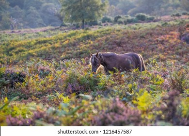 New Forest Pony