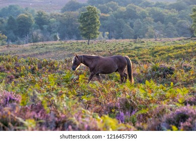 New Forest Pony