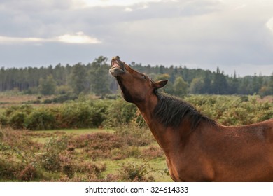 New Forest Pony 