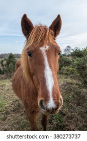 New Forest Pony