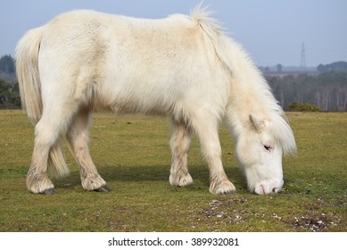 New Forest Pony