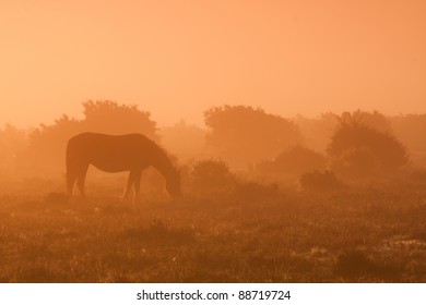 New Forest Pony