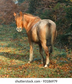 New Forest Pony