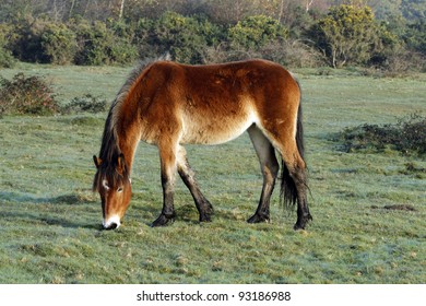 New Forest Pony