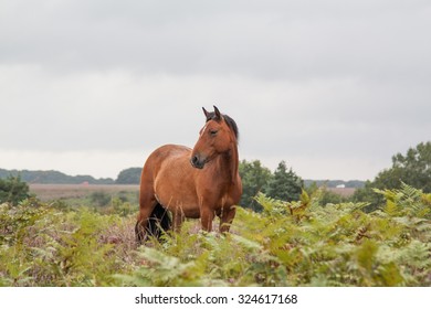 New Forest Pony Brown