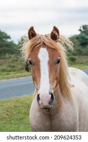 New Forest Pony Close Up