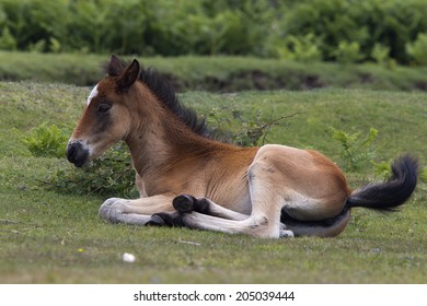 A New Forest Pony Foal, Near Romsey, Hampshire, UK.