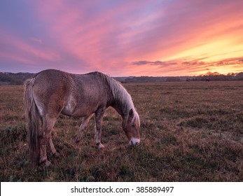 New Forest Pony Hampshire England