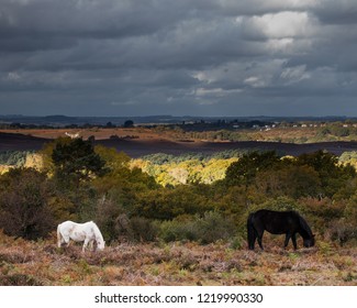 New Forest Pony Landscape