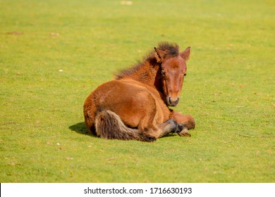 The New Forest pony is one of the recognised mountain and moorland or native pony breeds of the British Isles. Height varies from around 12 to 14.2 hands.