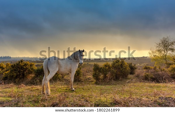 A New Forest Pony wanders freely in\
the New Forest, Brockenhurst, Hampshire,\
England