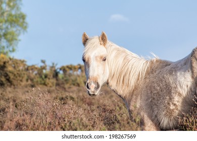 New Forest Pony White